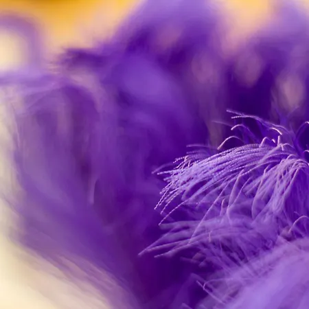 公寓 Bolyai W Ac Parking Terrace Ev Charger 希欧福克