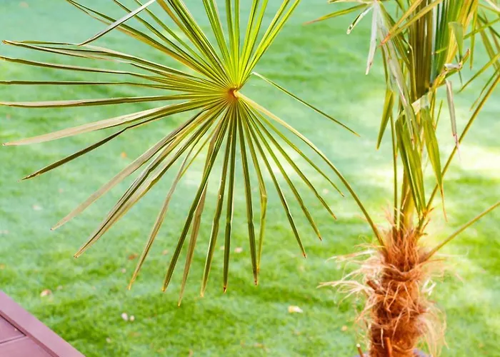 شقة Bolyai W Ac Parking Terrace Ev Charger شيوفوك